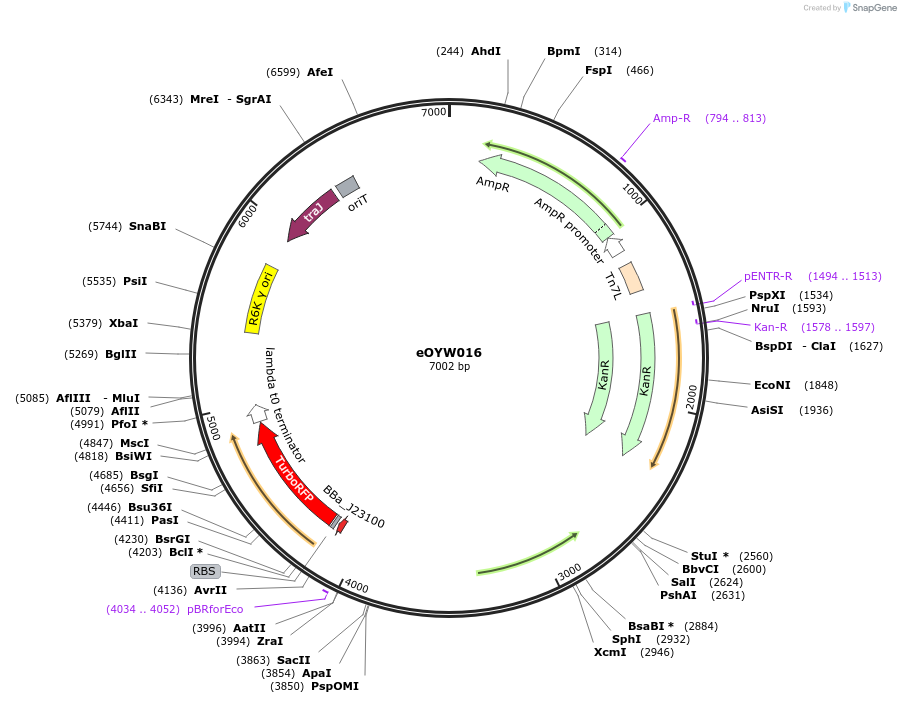 238396-plasmid-map-sequence-id-494447