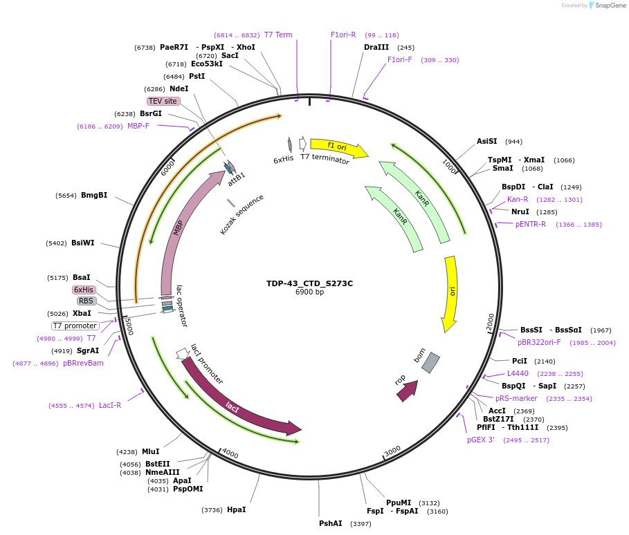 248864-plasmid-map-sequence-id-494448