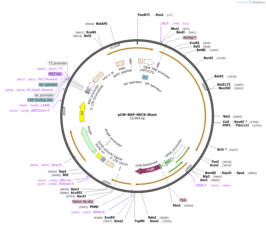 246558-plasmid-map-sequence-id-494452