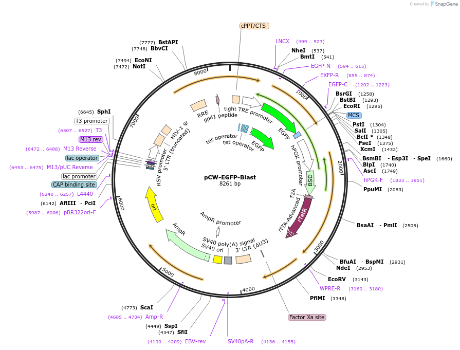 246561-plasmid-map-sequence-id-494453