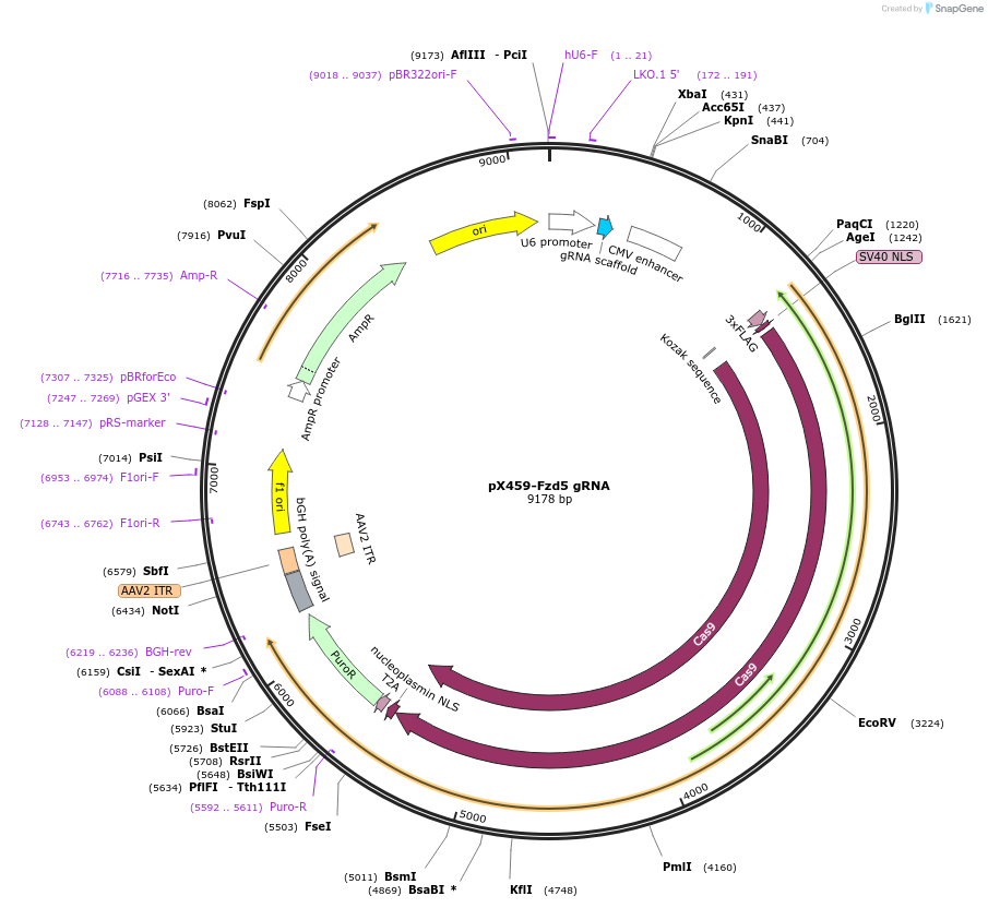 246564-plasmid-map-sequence-id-494456