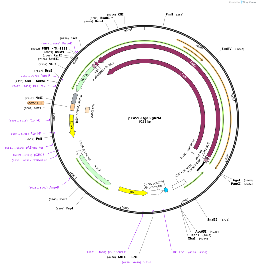 246573-plasmid-map-sequence-id-494457