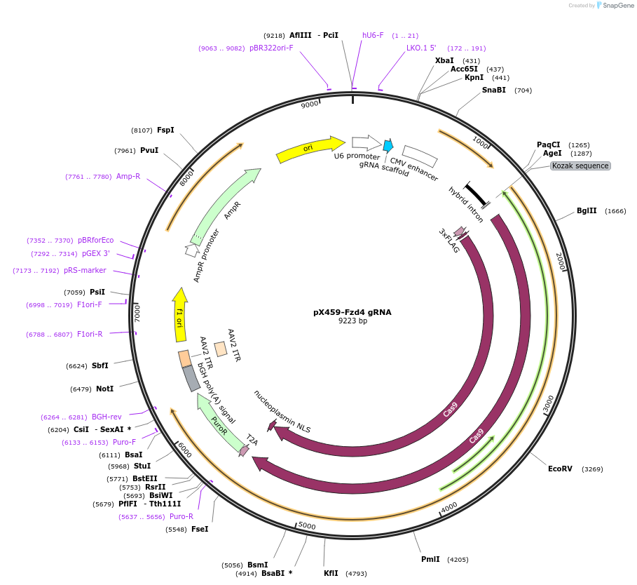 246563-plasmid-map-sequence-id-494458