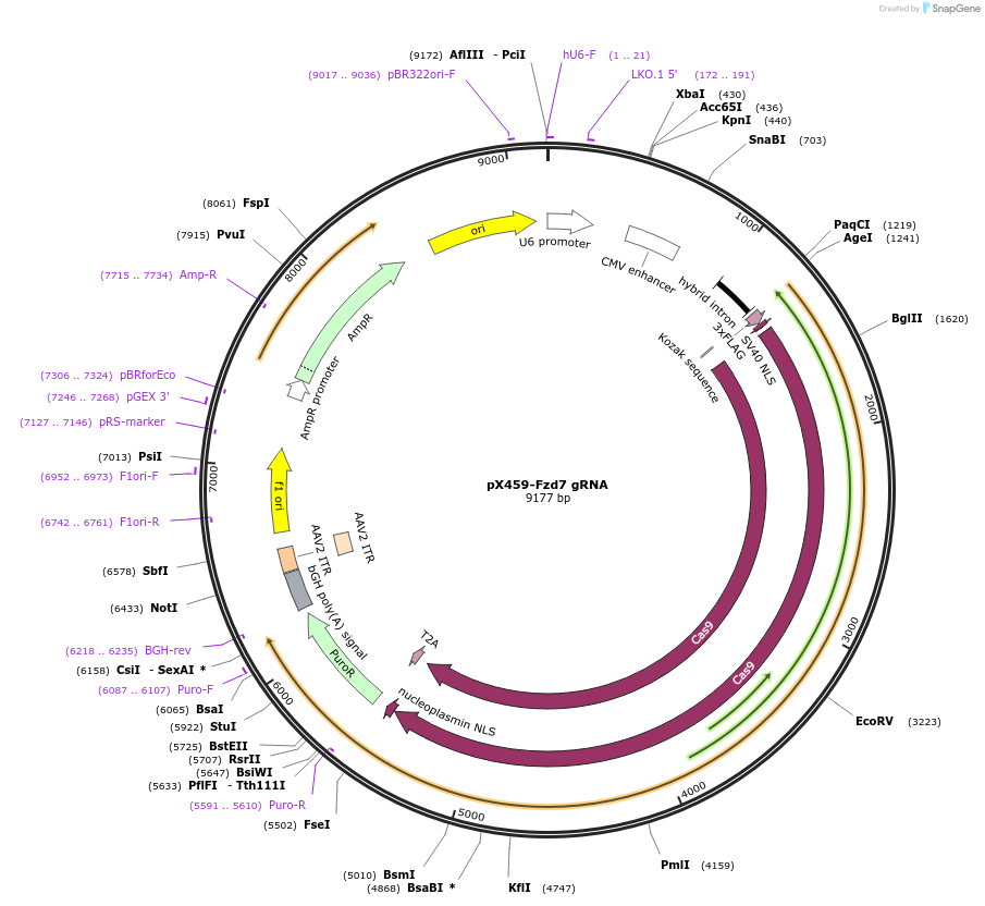 246566-plasmid-map-sequence-id-494459