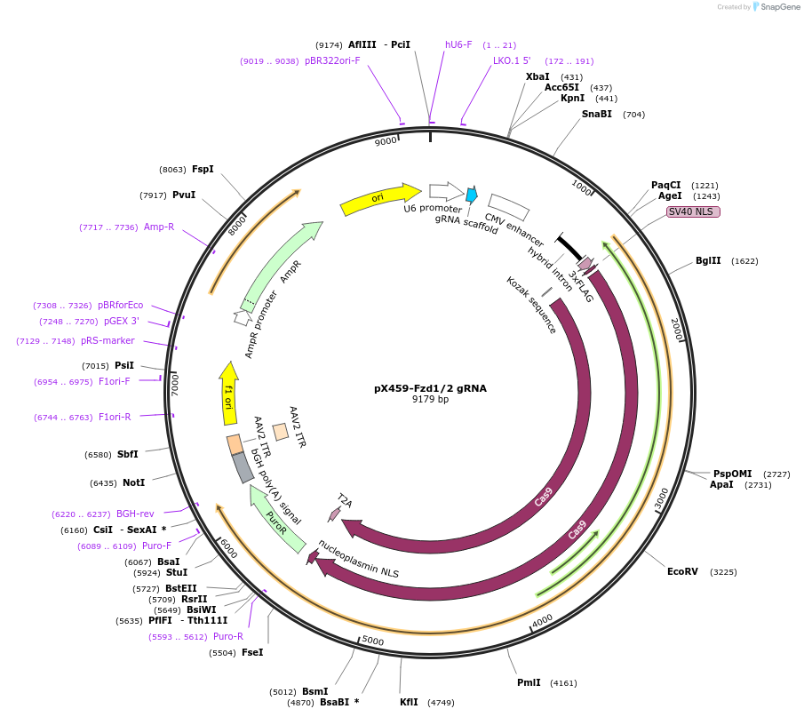 246562-plasmid-map-sequence-id-494460