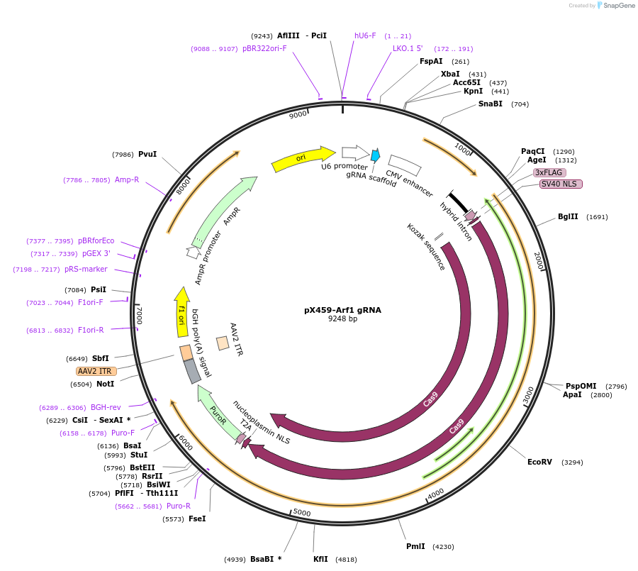 246572-plasmid-map-sequence-id-494461