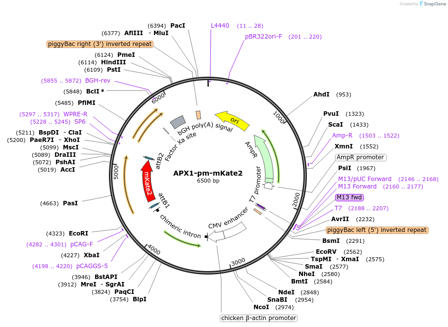 245521-plasmid-map-sequence-id-494476