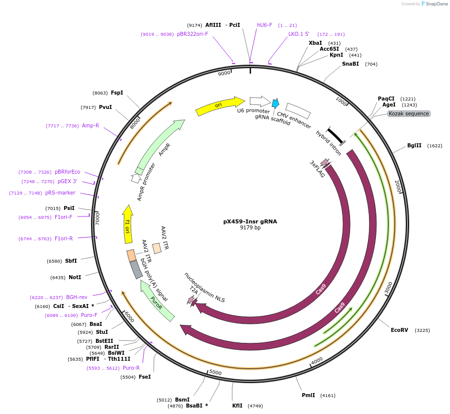 246570-plasmid-map-sequence-id-494479
