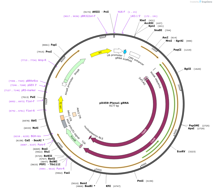 246574-plasmid-map-sequence-id-494481