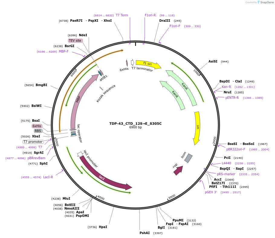 248867-plasmid-map-sequence-id-494482