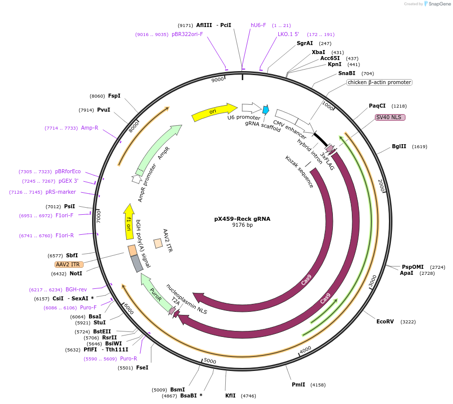 246546-plasmid-map-sequence-id-494483
