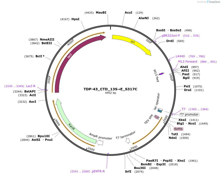 248845-plasmid-map-sequence-id-494486