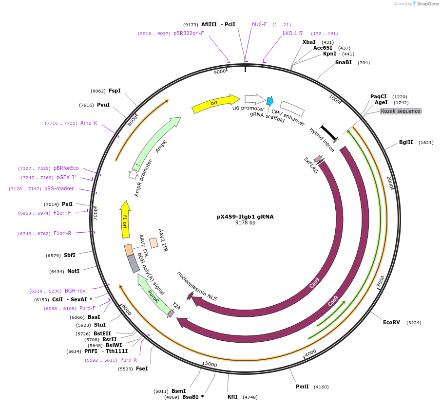 246577-plasmid-map-sequence-id-494488