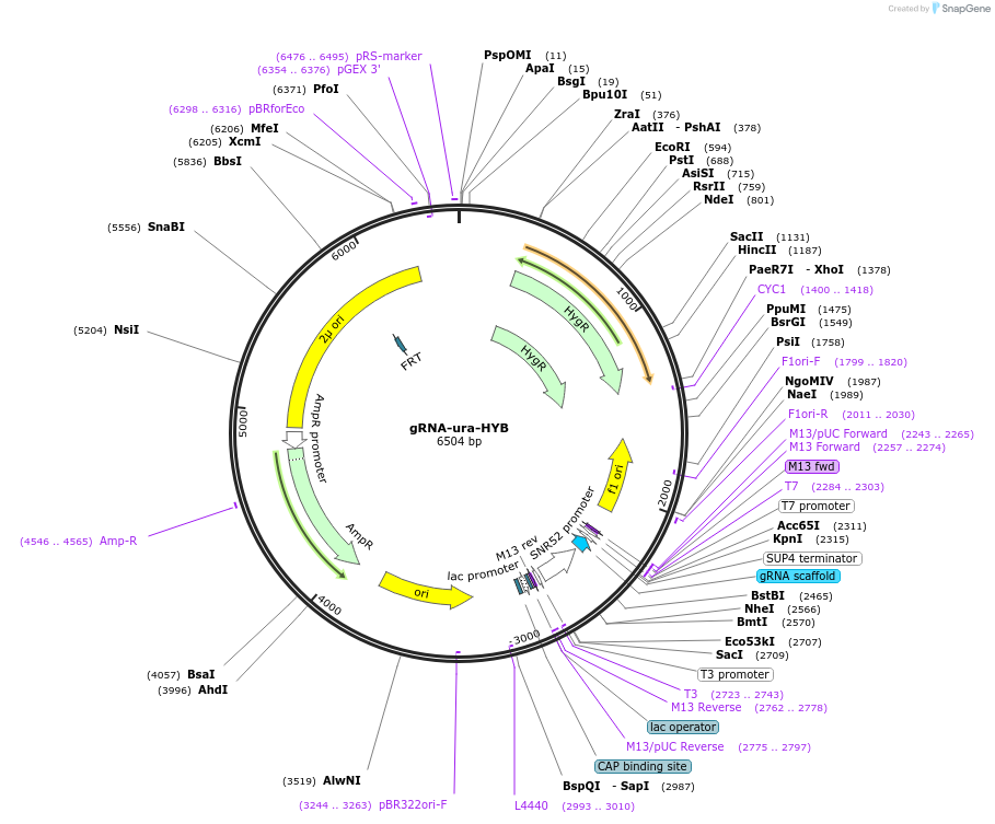64330-plasmid-map-sequence-id-494489