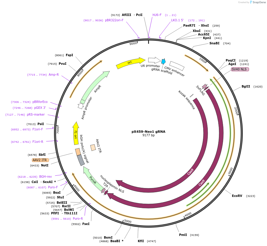 246575-plasmid-map-sequence-id-494490