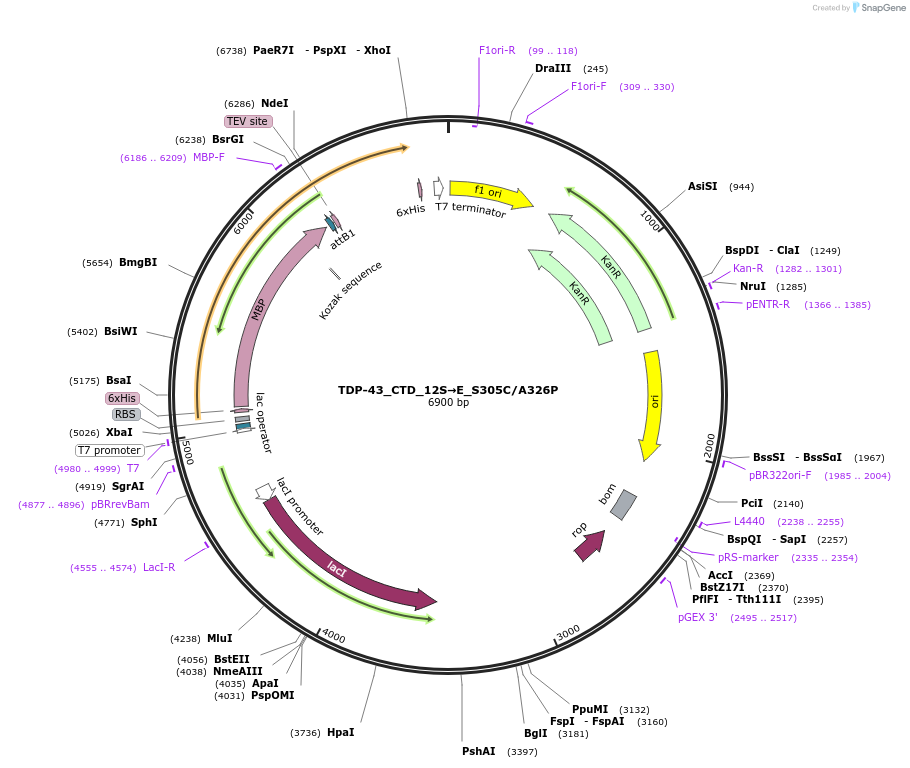248868-plasmid-map-sequence-id-494492