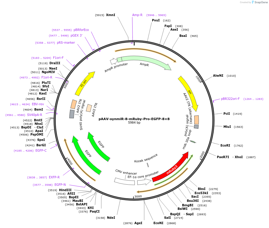 218256-plasmid-map-sequence-id-494515