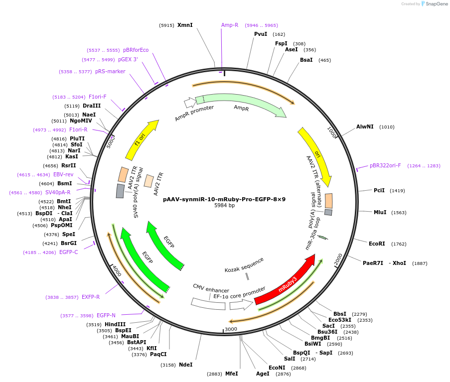 218261-plasmid-map-sequence-id-494523