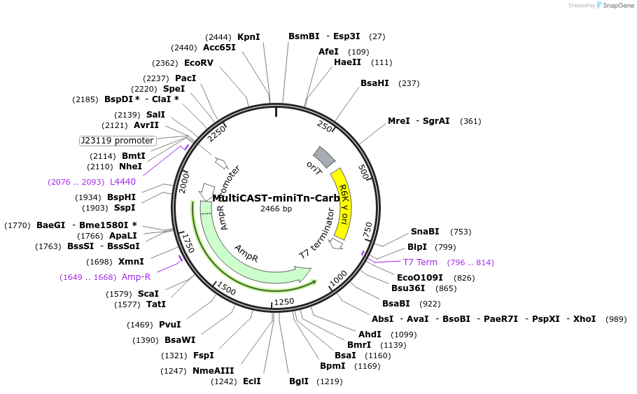 248975-plasmid-map-sequence-id-494525