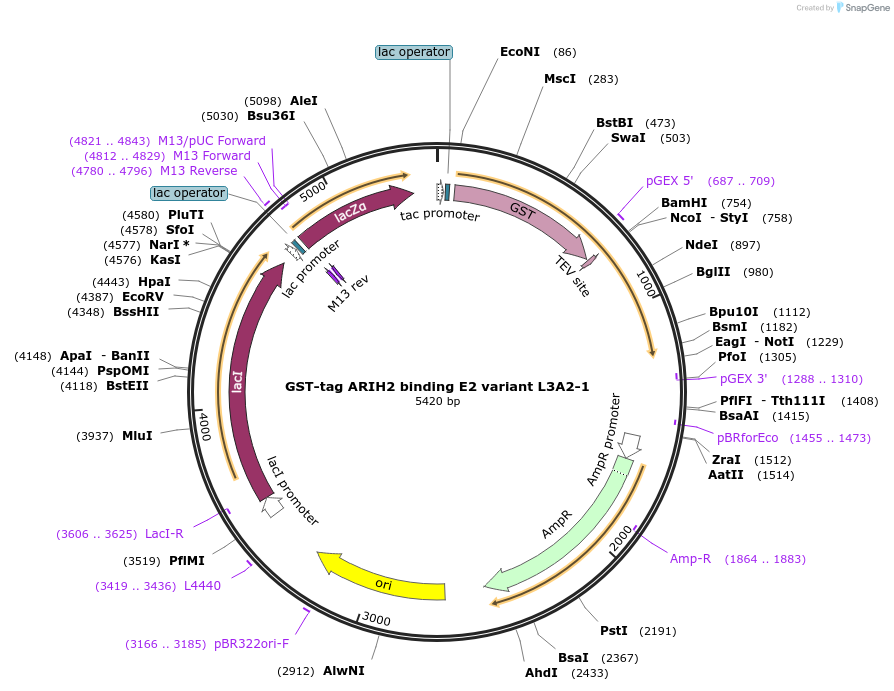 248581-plasmid-map-sequence-id-494532