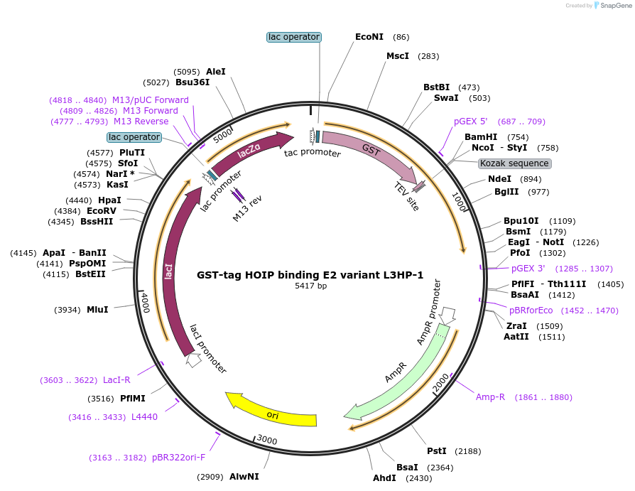 248590-plasmid-map-sequence-id-494556