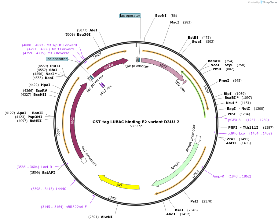 248591-plasmid-map-sequence-id-494557