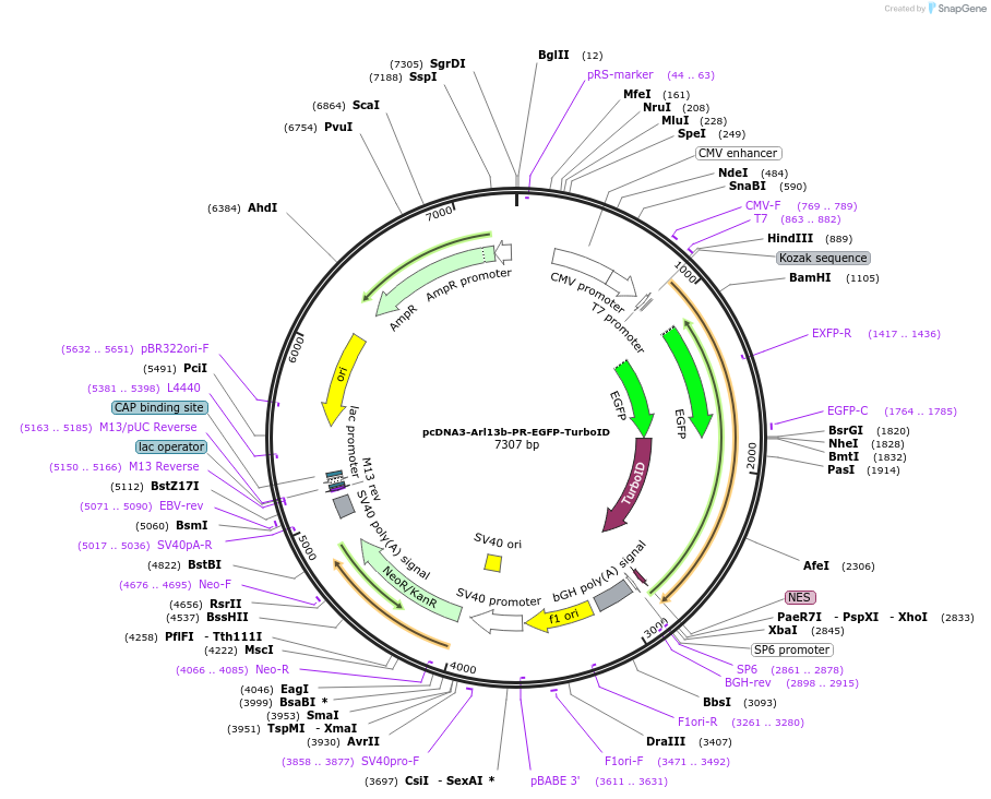 248196-plasmid-map-sequence-id-494571