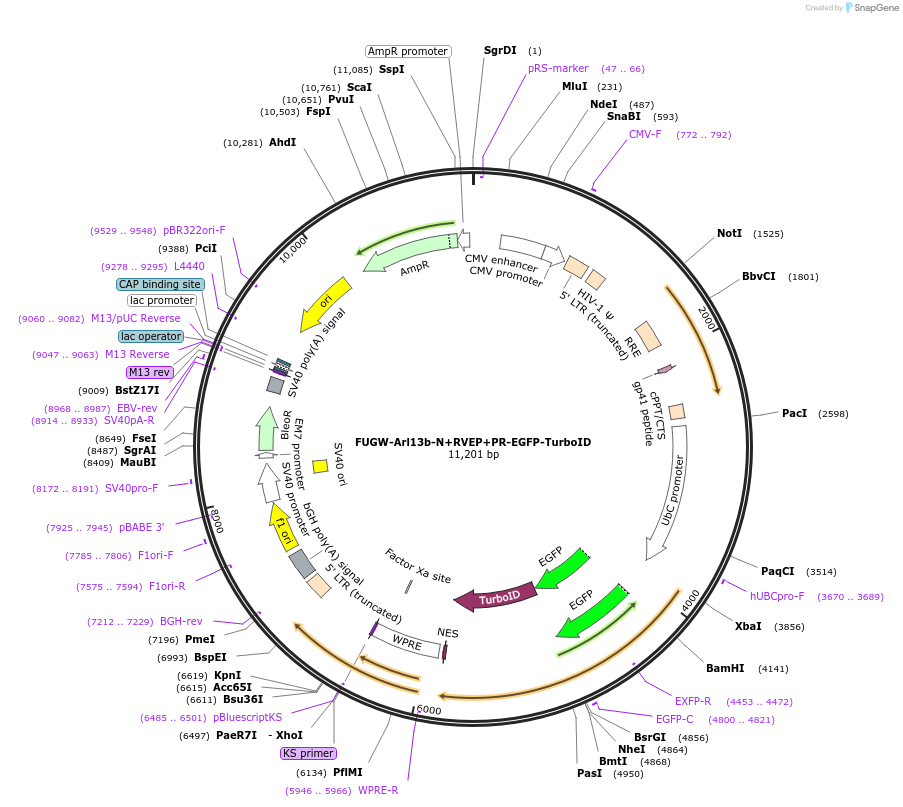 248193-plasmid-map-sequence-id-494576