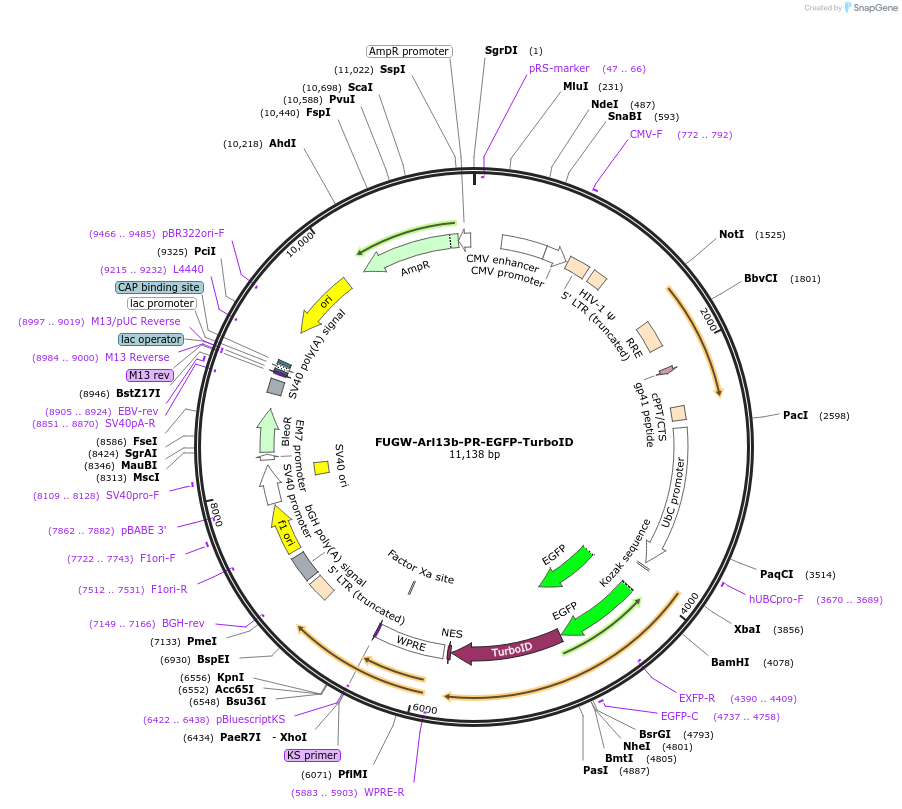 248194-plasmid-map-sequence-id-494577