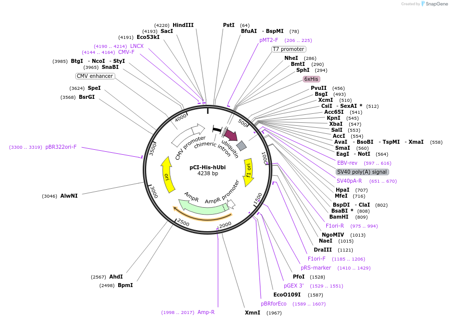 31815-plasmid-map-sequence-id-494580