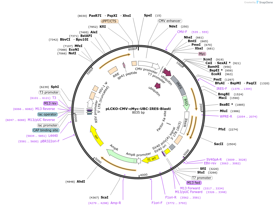 242462-plasmid-map-sequence-id-494589