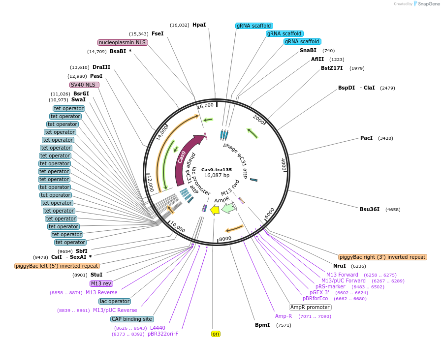 246019-plasmid-map-sequence-id-494614