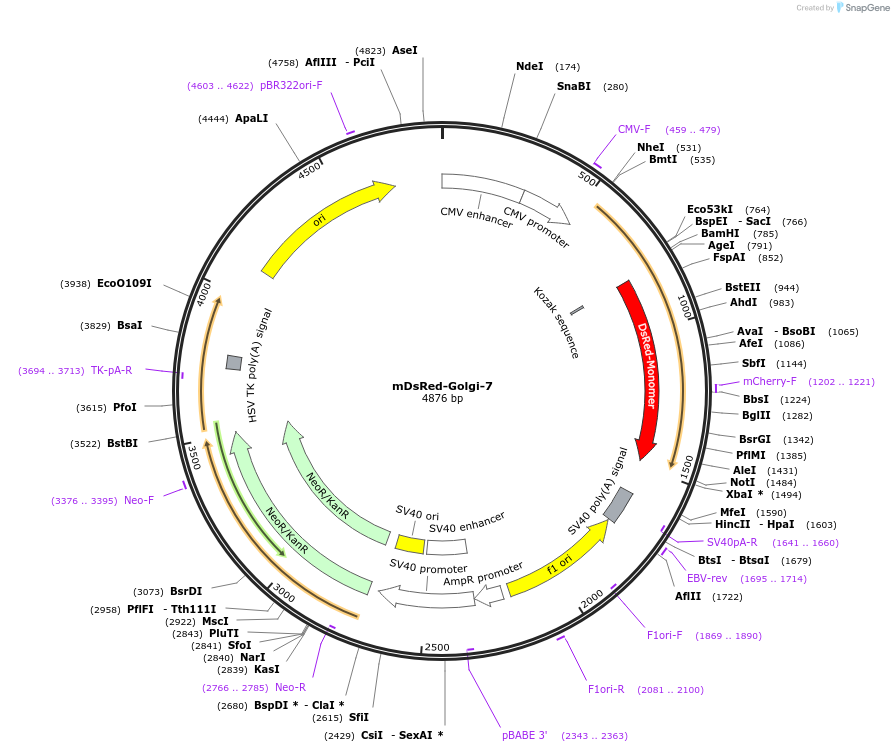 55832-plasmid-map-sequence-id-494617