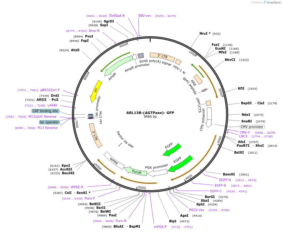 246843-plasmid-map-sequence-id-494624