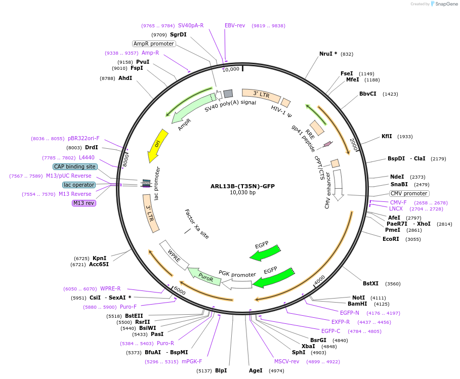 246838-plasmid-map-sequence-id-494629