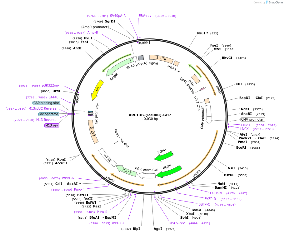 246841-plasmid-map-sequence-id-494665