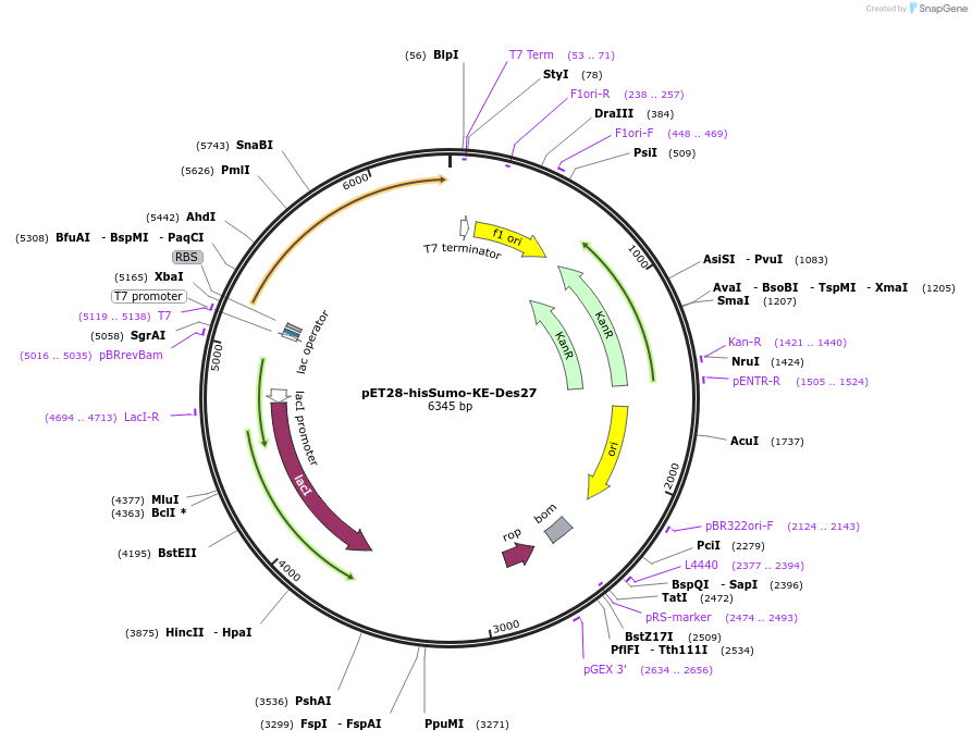 247996-plasmid-map-sequence-id-494684
