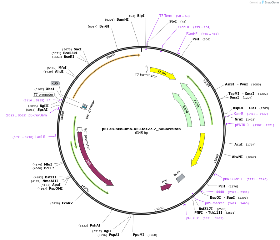 248014-plasmid-map-sequence-id-494685