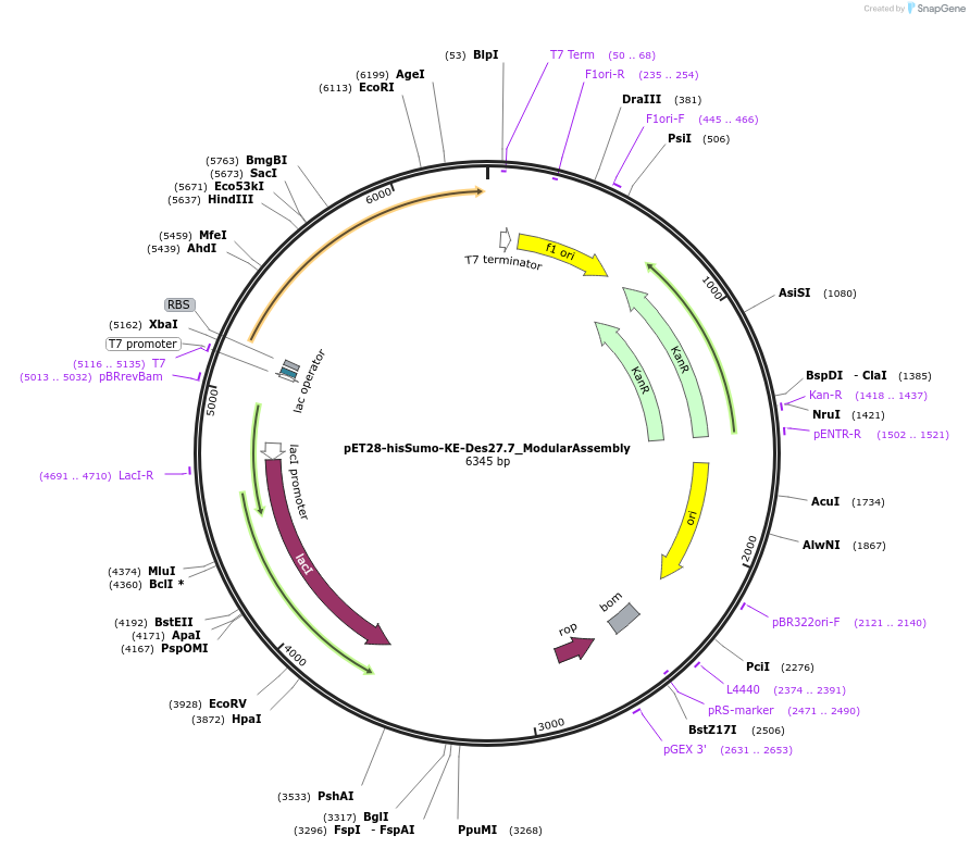 248011-plasmid-map-sequence-id-494686