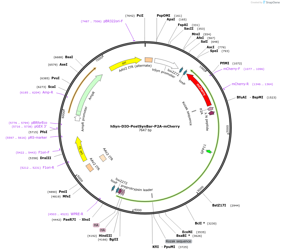 247719-plasmid-map-sequence-id-494688