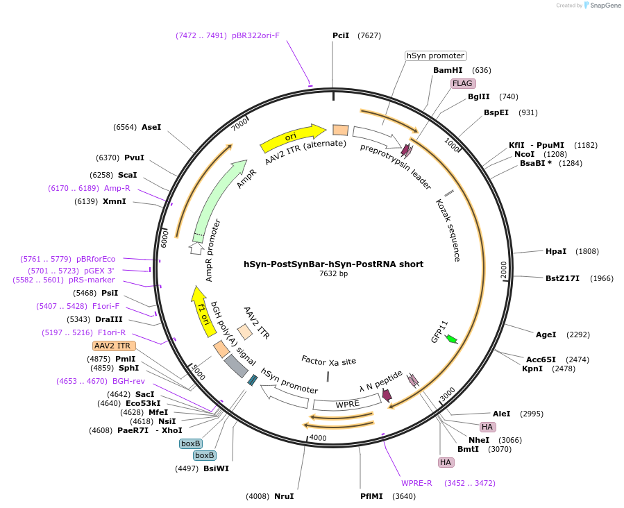 247716-plasmid-map-sequence-id-494690
