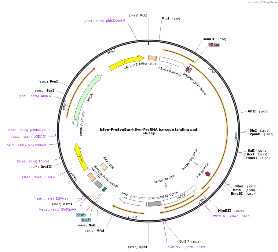 247717-plasmid-map-sequence-id-494692