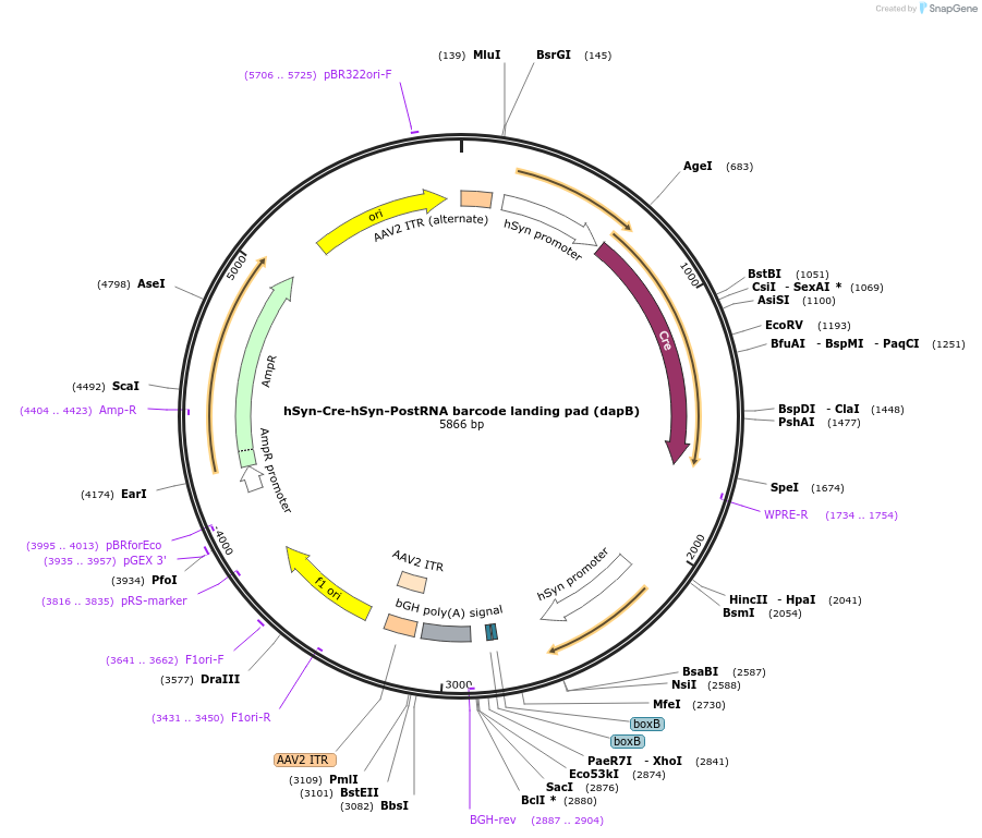 247720-plasmid-map-sequence-id-494696