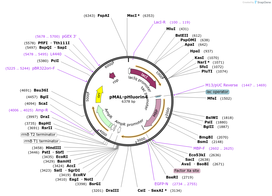 241868-plasmid-map-sequence-id-494698