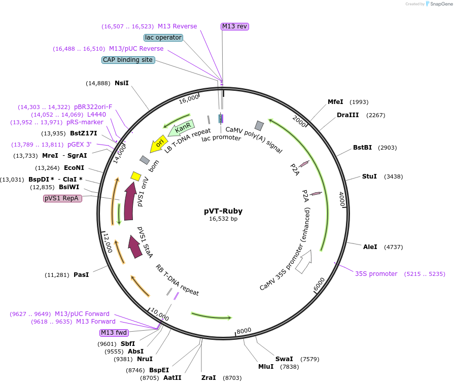 234918-plasmid-map-sequence-id-494795