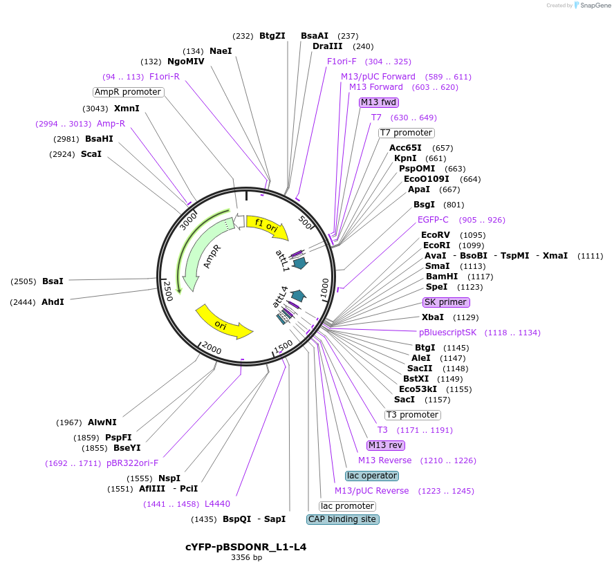 247585-plasmid-map-sequence-id-494799