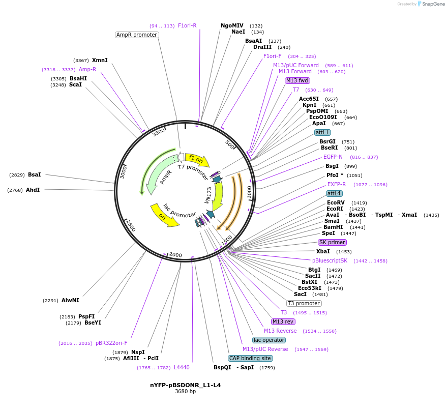247584-plasmid-map-sequence-id-494800