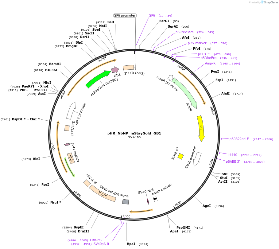 242816-plasmid-map-sequence-id-494801