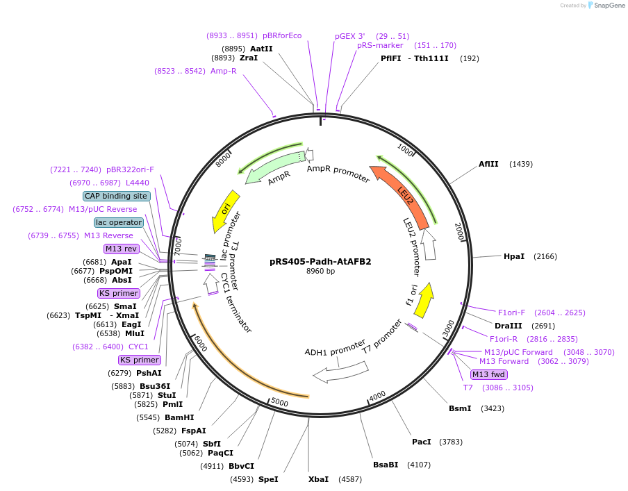 247600-plasmid-map-sequence-id-494831