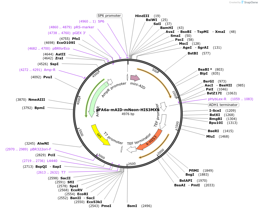 247601-plasmid-map-sequence-id-494832